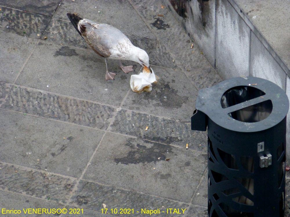 99 - Napoli ( Quando il pesce scarseggia)
